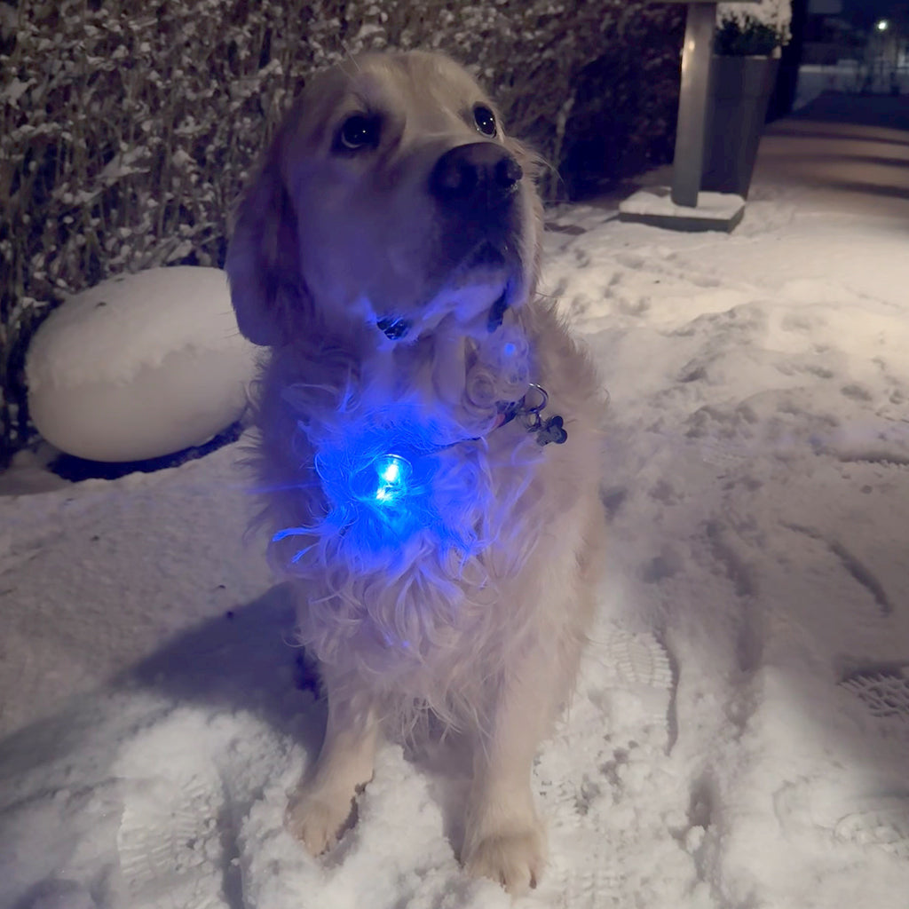LED Hundelygte