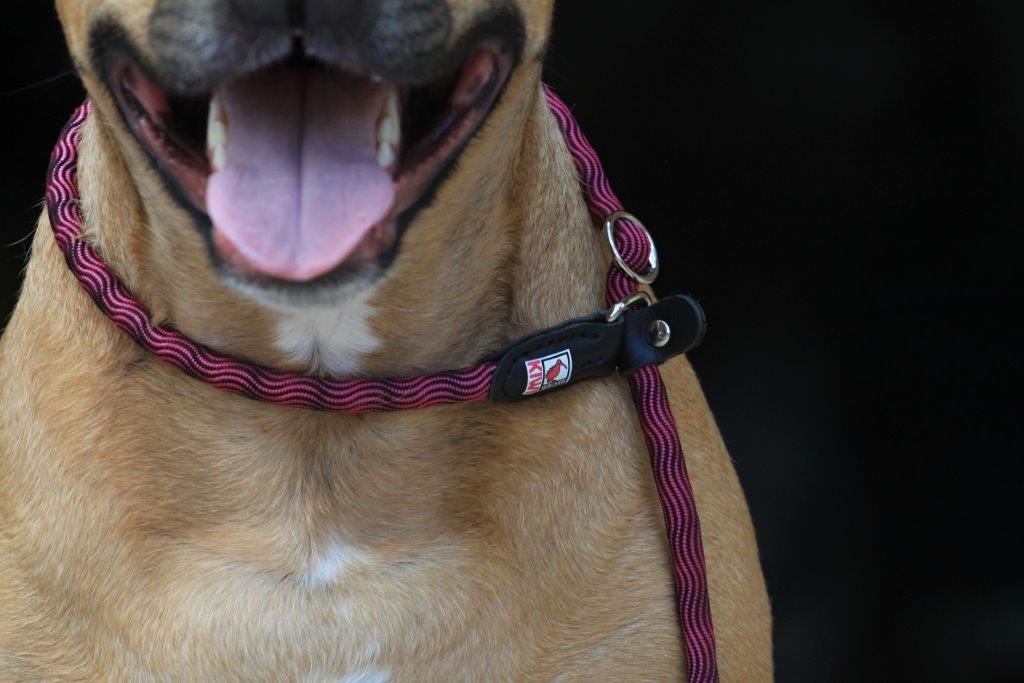 KIWI Walker 2in1 Hundesnor - Retriver line - PINK