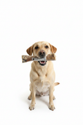 Produktbillede – Hund med okseknogle