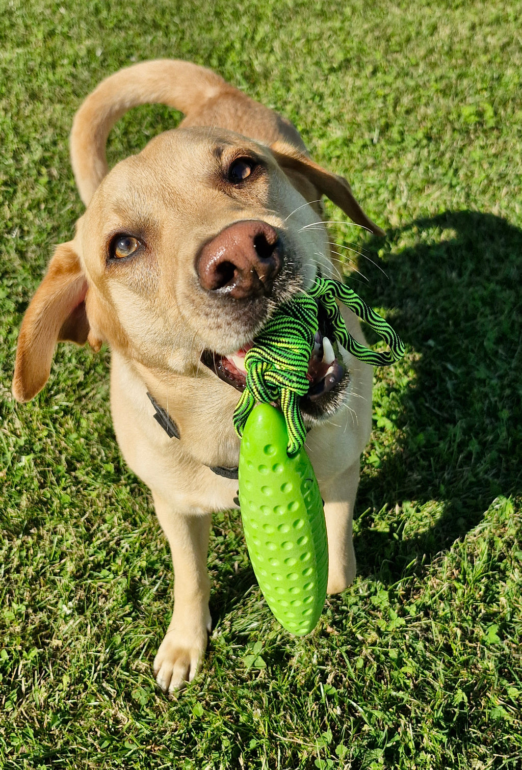 Let's Play Zeppelin - 17cm